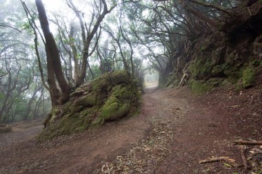 Ormanın güzel manzarası, doğa manzarası.