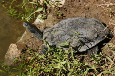 Şirin kaplumbağaların yakın çekim görüntüsü 