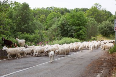 Yolda yürüyen koyun ve keçi sürüsü