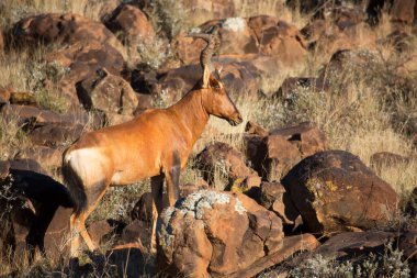 Yaygın tsessebe veya sassaby, Damaliscus lunatus, alt türler lunatus, kuru çayırlarda otlayan