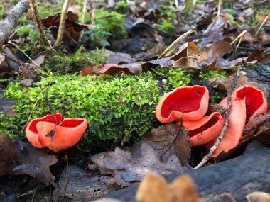 Ormanda güzel kırmızı ve beyaz mantar