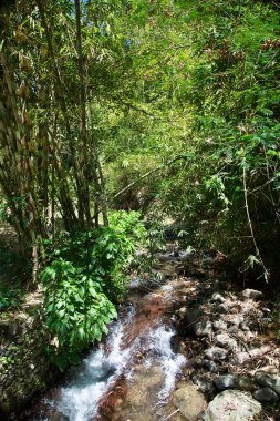 Nehirli güzel tropikal orman