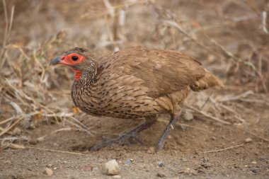 Kırmızı boyunlu francolin ya da kırmızı boyunlu kuş, Pternistis sonra, çim tarlasında yürüyor ve yabani çiçekler