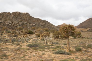 Titrek ağaçlar veya Kokerboom ormanı, Aloidendron ikilemi, Karoo bölgesinin tipik ıssız kayalık çöl manzarası ve Nothe Cape