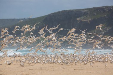 Daha büyük ibikli kırlangıçlar sürüsü