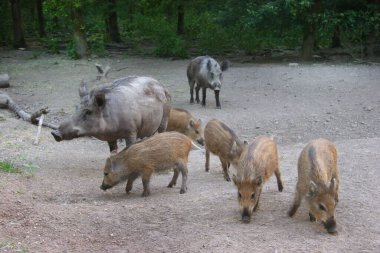 Hayvanat bahçesindeki en şirin tüylü domuzlar.