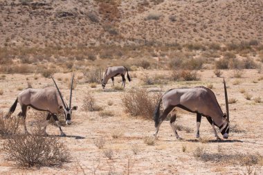 Gemsbok sürüsü ya da Güney Afrika antilobu, Afrika antilobu ceylanı Kalahari çölündeki kuru otların arasında yürüyor ve otluyor.