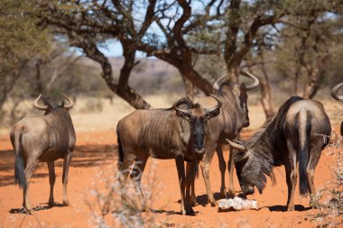 Siyah antilop ya da beyaz kuyruklu gnu, Connochaetes Gnou, açık ovalarda yürüyor.