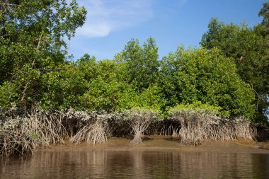 Tropikal bir nehrin kıyısında ayakta duran mangrov ağacı kökleri