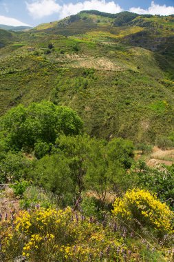 Sicilya 'nın dağları arasında çiçek açan kırsal arazi