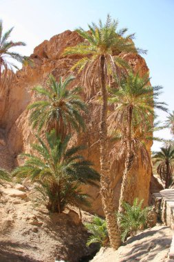 Çöldeki palmiye ağaçlarının manzarası