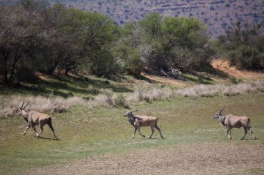 Antiloplar dağlarda otlar.