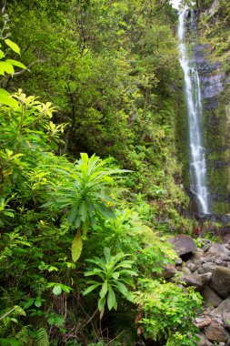 büyük şelale orman