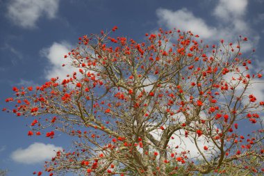 Ağaçtaki güzel kırmızı çiçekler