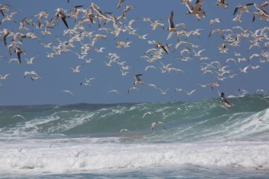 Thalasseus bergii, kıyı şeridine yakın okyanusun üzerinde uçan daha büyük bir ibikli ya da çevik deniz kestanesi sürüsüdür.