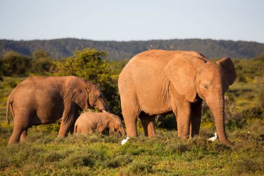 Afrika savan fillerinin aile sürüsü çim tarlalarında sarı yabani çiçeklerle otluyor.