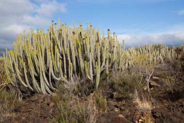 Kaktüs bitkileriyle volkanik vadi manzarası