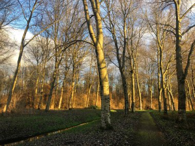 Ağaçlar ve yapraklarla dolu güzel bir sonbahar parkı