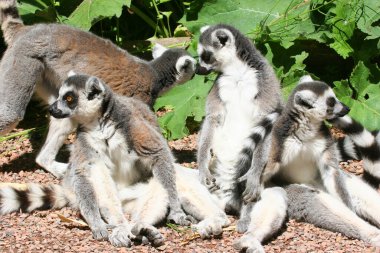 Halka kuyruklu lemur (Lemur catta)