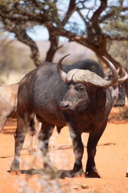 Afrika ya da Cape Buffalo boğası, syncerus caffer, Karoo çölünde kum ve savanada yürüyor.