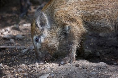 Ormandaki kahverengi ayının yakın plan fotoğrafı.
