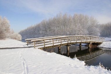 Donmuş orman ağaçlarıyla güzel bir manzara. 