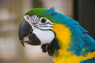 Bir papağana yaklaş.