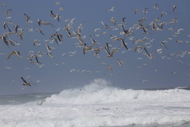 Thalasseus bergii, kıyı şeridine yakın okyanusun üzerinde uçan daha büyük bir ibikli ya da çevik deniz kestanesi sürüsüdür.