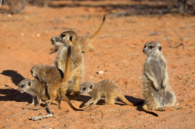 Aile ya da mirket sürüsü, Suricata Suricatta, Kalahari Çölü 'nün kırmızı kumlarında nöbet tutuyor.