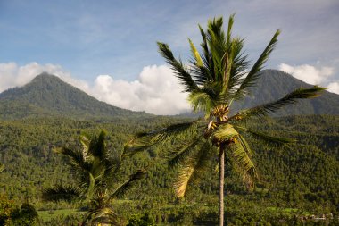 Yoğun yeşil yağmur ormanı manzarası ve arka planda kalderanın tepesi bir volkan.