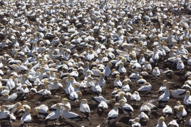 Sahildeki doğal yaşam alanındaki deniz kuşları sürüsü.