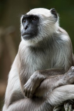 Beyaz kuyruklu bir makağı kapatın.
