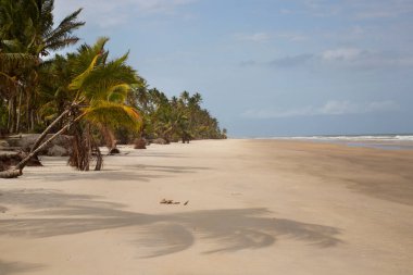 Palmiye ağaçları olan güzel tropikal plaj