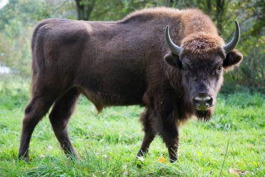 Bilge ya da Avrupalı bizon, bizon bonasus yeşil bir çayırda orman kenarında yürüyor.