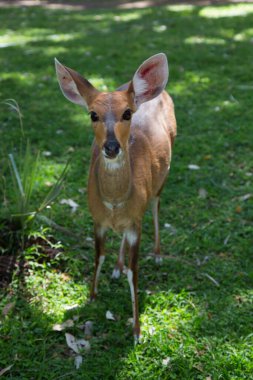 Vahşi doğadaki en tatlı geyik manzarası