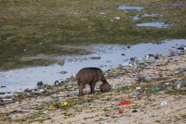 Yaban domuzu, Sus Scrofa, kirli milli park yolunda