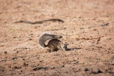 Cape toprak sincabı Xerus inauris kolonisi yemek yiyor ve tehlike için nöbet tutuyor.