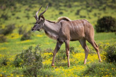 Gülüyor ya da benekli sırtlan, Crocuta crocuta