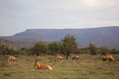 Savanadaki vahşi antilop manzarası  