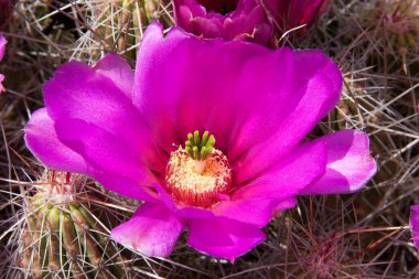 Çölde güzel mor kaktüsler
