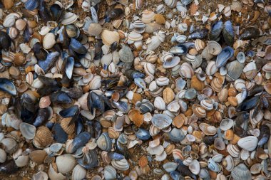 Kumsalda deniz kabukları