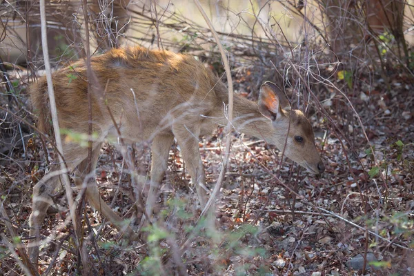 Geyiklere yakın çekim, Javan rusa veya Sunda sambar, Rusa timorensis 