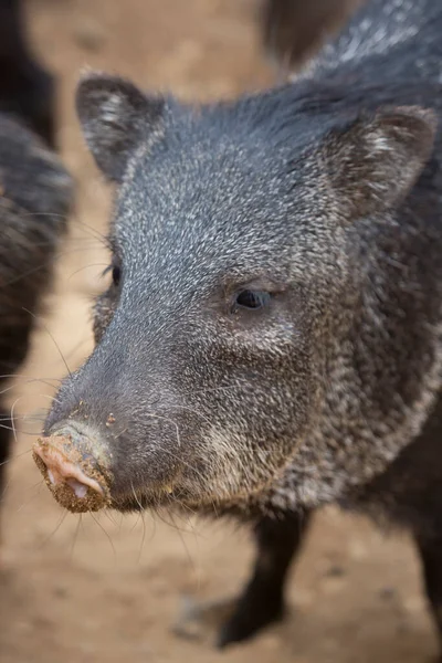 yaban domuzu Hayvanat Bahçesi