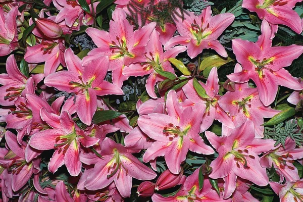 Beautiful Blooming Flowers Botanical Shot — Stock Photo, Image