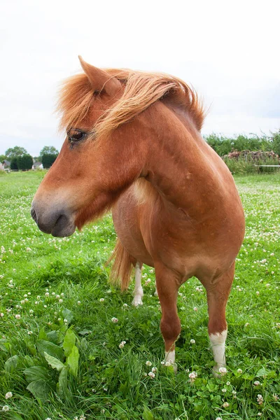 Hermoso Caballo Campo — Foto de Stock