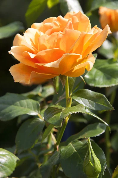 Parlak gün ışığında güzel bir gül çiçeği