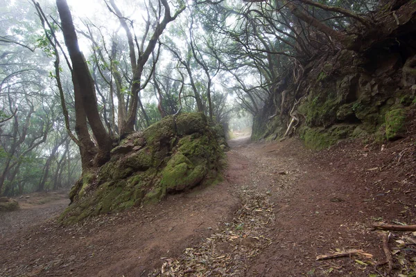 Ormanın güzel manzarası, doğa manzarası.