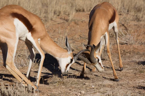 Springbok Antidorcas Marsupialis Caminhadas Pastagens Nas Pradarias Secas Deserto — Fotografia de Stock