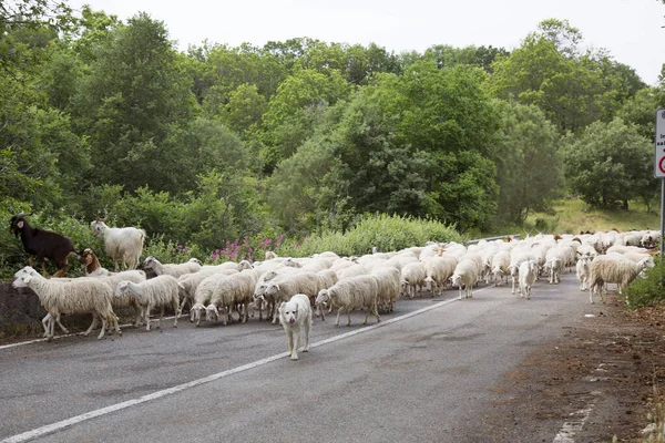 道路を歩いている羊やヤギの群れ — ストック写真