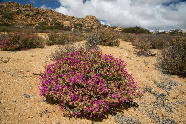 Çölde güzel çiçekler